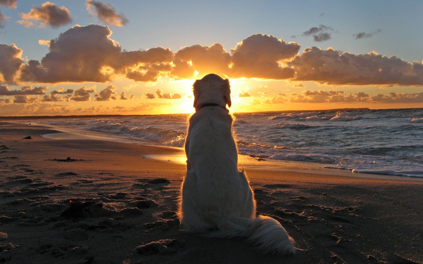 1440 the dog by the sea at sunset